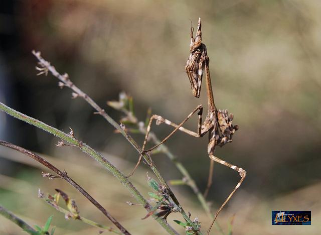 mantide empusa  pennata.JPG